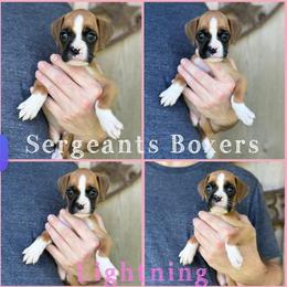Lightning - Fawn female Boxer puppy in Madisonville, Texas from Sergeant's Boxers