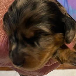GIGI CKC REGISTERED FULL RIGHTS - Dapple female Dachshund puppy in Elizabethtown, Kentucky from Teeny Tiny Puppy Tails