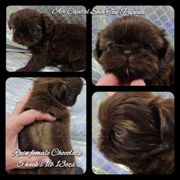 Rain - Chocolate female Shih Tzu puppy in Maize, Kansas from Air Capital Shih Tzu Puppies