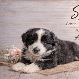 Selene - Black & white female Australian Shepherd puppy in Citra, Florida from AEW Farm