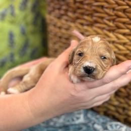 Promise - Apricot female Goldendoodle puppy in Wharton, Texas from Little Fur Friends