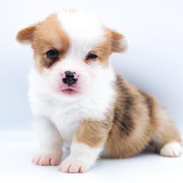 Rajah - Red merle and white male American Corgi puppy in Star City, Arkansas from T4 Farms