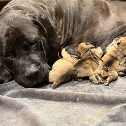 Empire (Peach) - Fawn male Boerboel puppy in Delta, Colorado from SATA Kennels