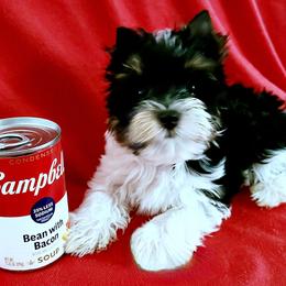 Kane - Parti male Yorkshire Terrier puppy in Amelia Court House, Virginia from Bello Toys