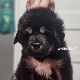 White collar - Black and tan female Tibetan Mastiff puppy in Cedartown, Georgia from Aujudon Tibetan Mastiffs