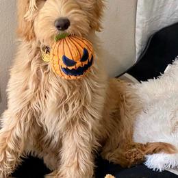 Goldendoodle Puppies from Lundee Doodles
