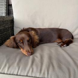 Gigi - Dachshund