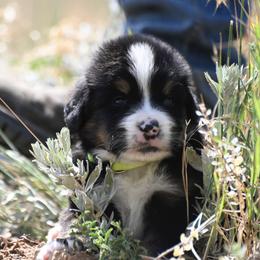 Bernese Mountain Dog, Golden Mountain Dog, and Golden Retriever Puppies from Grateful Bernese & Gage's Goldens