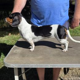 Eileen - Dachshund