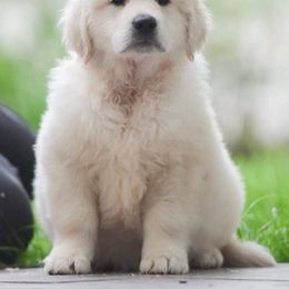 Golden Retriever Puppies from Suncoast Goldens