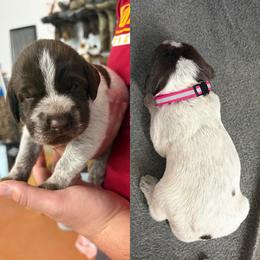 Hot pink - Brown and gray female Wirehaired Pointing Griffon puppy in New Virginia, Iowa from Heritage Hills WPGs