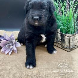 Onyx - Black male Australian Shepherd puppy in Thornton, Colorado from 303 Aussies
