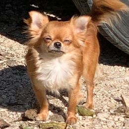 Chihuahuas from Calpulli chihuahuas