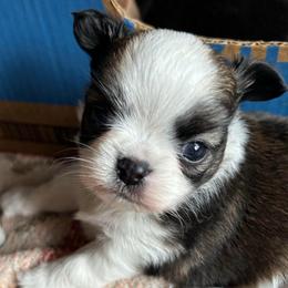 Levi - Chocolate sabled fawn male Chihuahua puppy in Red Bluff, California from Aye Chihuahua