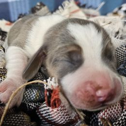 Blue tri girl - Blue tan and white female Beagle puppy in Spring Branch, Texas from Lost Trail Kennels