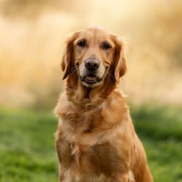 Sonya - Golden Retriever