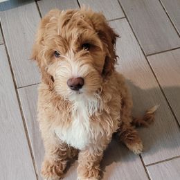 Fat Albert - Goldendoodle puppy from Adonai's Creation Doodles