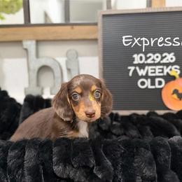 Expresso - Dapple male Dachshund puppy in Goodyear, Arizona from AZ Low Life Doxies