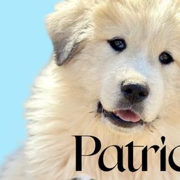 Boy 1 - Great Pyrenees puppy in Nashville, Tennessee from Storybook Tails Farm