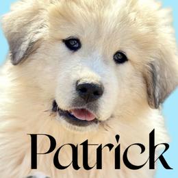 Boy 1 - Great Pyrenees puppy in Nashville, Tennessee from Storybook Tails Farm