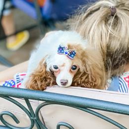 Lainey - Poodle