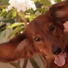 Dachshunds from Hatadox