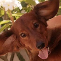 Dachshunds from Hatadox