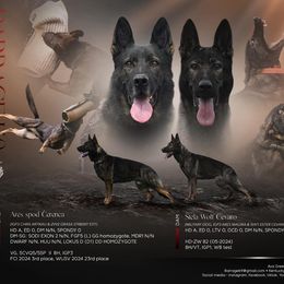 German Shepherd puppies from Barrage K9