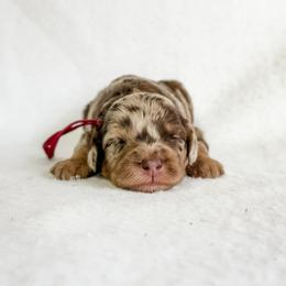 Dakota - Brown merle female Aussiedoodle puppy in Sharpsburg, Georgia from Steindoodles
