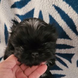 Boy 2 - male Shih Tzu puppy in Glen Saint Mary, Florida from Duggers Shih Tzu