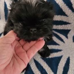 Boy 2 - male Shih Tzu puppy in Glen Saint Mary, Florida from Duggers Shih Tzu
