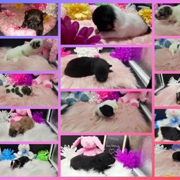 Pomeranian Puppies from Fuzzybutt Poms of Alabama