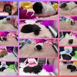 Pomeranian Puppies from Fuzzybutt Poms of Alabama