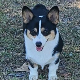 Waffles - Pembroke Welsh Corgi