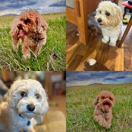 Cockapoo puppies from Doodles of Joy
