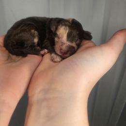 Boy 2 - Merle male Cockapoo puppy in Fort White, Florida from Jade