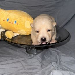 Gouda - White female German Shepherd puppy in Magnolia, Texas from K & Q Shepherds