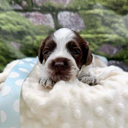 Frost - Chocolate male Australian Labradoodle puppy in Anderson, California from Shaggy Doodles