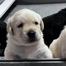 Labrador Retriever Puppies from Ridgemere Retrievers