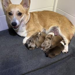 American Corgi Puppies from London Bridge Corgis
