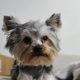 JJ - Yorkshire Terrier
