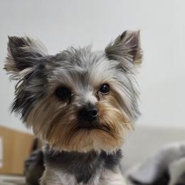 JJ - Yorkshire Terrier