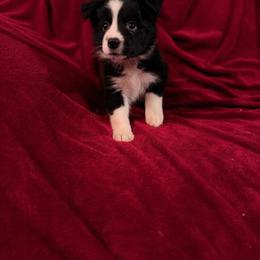 Balerion - Black male Border Collie puppy in Lewis, Iowa from 4Ransom Ranch