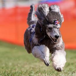 Poodles from Melinda Hammond