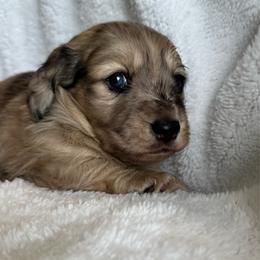 Benny - Dapple male Dachshund puppy in Jarrell, Texas from Blackfoot Dachshunds