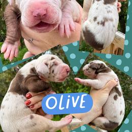 OLIVE - Chocolate and white male Great Dane puppy in Wellsville, New York from Prophecy Danes