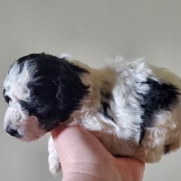 Minnie - Black and white female Sheepadoodle puppy in Bellevue, Iowa from Fluffy Wonders Poms and Doodles