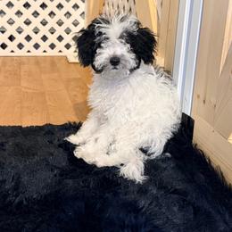 Callum - Parti male Goldendoodle puppy in Cocoa, Florida from The Beach Doodles
