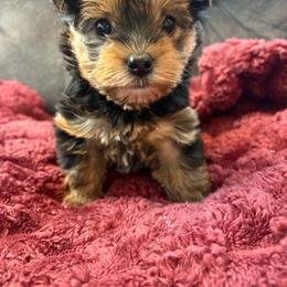 Aloha - Black and tan female Yorkshire Terrier puppy in San Antonio, Texas from Sweet as dessert puppies