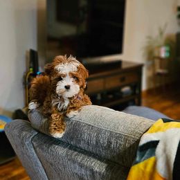 Cavapoo and Goldendoodle Puppies from French Creek Doodles